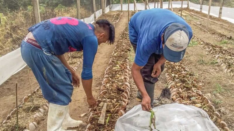 Se impulsa el cultivo de vainilla