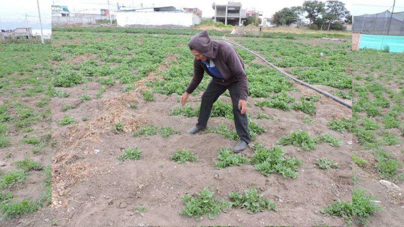 Sequía y costos de fertilizantes afectan a la producción agrícola en Ambato