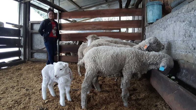Sigue en marcha proyecto de ovinos.