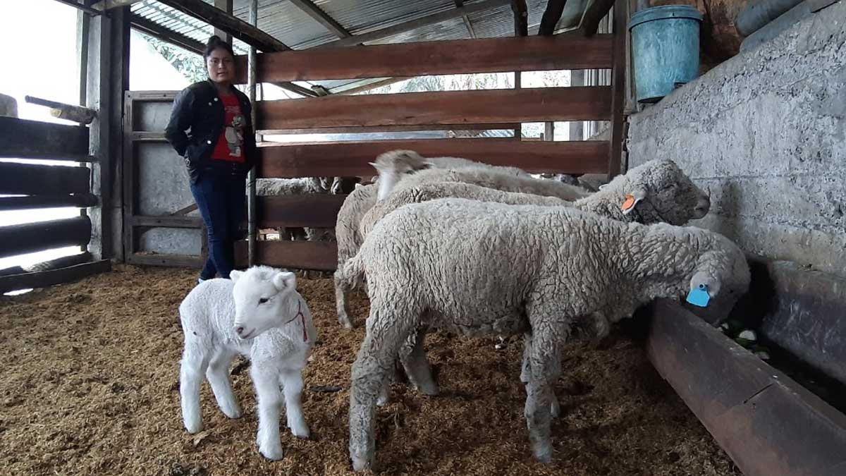 Sigue en marcha proyecto de ovinos.