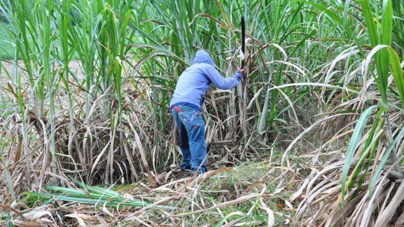 Promueve Agricultura una agroindustria cañera productiva, diversificada, sustentable y socialmente responsable