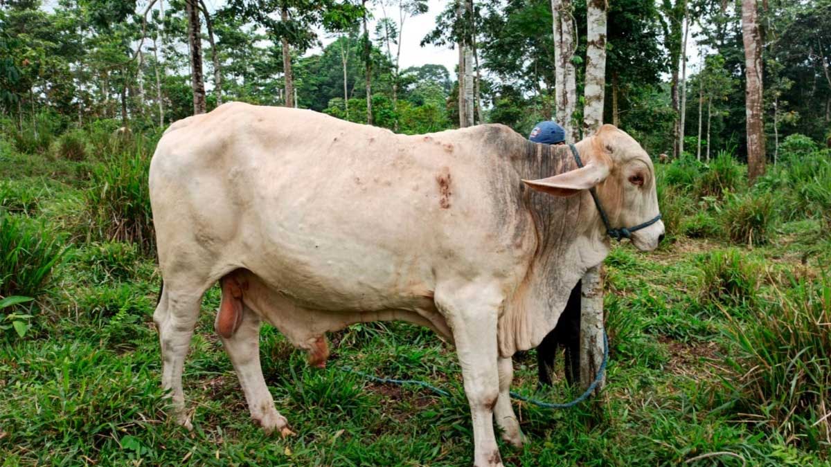 Técnicos realiza visita finca de ganado