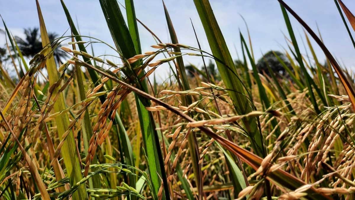 Tres comunidades del estuario del Río Portoviejo producen arroz orgánico y lo comercializan de manera innovadora
