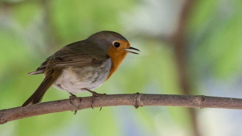1.400 aves fueron anilladas en Doñana durante el paso posnupcial en el 2021