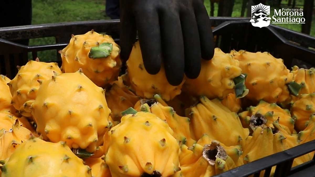 1.500 PRODUCTORES DE PITAHAYA SON BENEFICIADOS CON LA VÍA MOJÓN – SANGAY – ARAPICOS, CANTÓN PALORA]