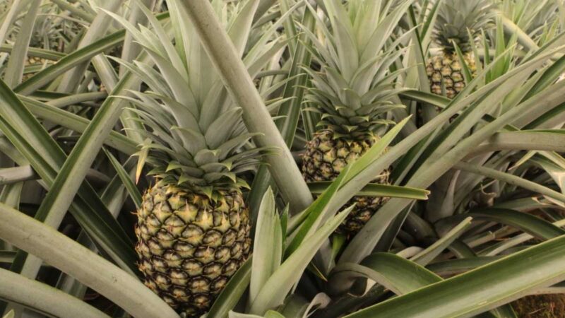 100 mil toneladas de piña ecuatoriana se exportaron en el 2021