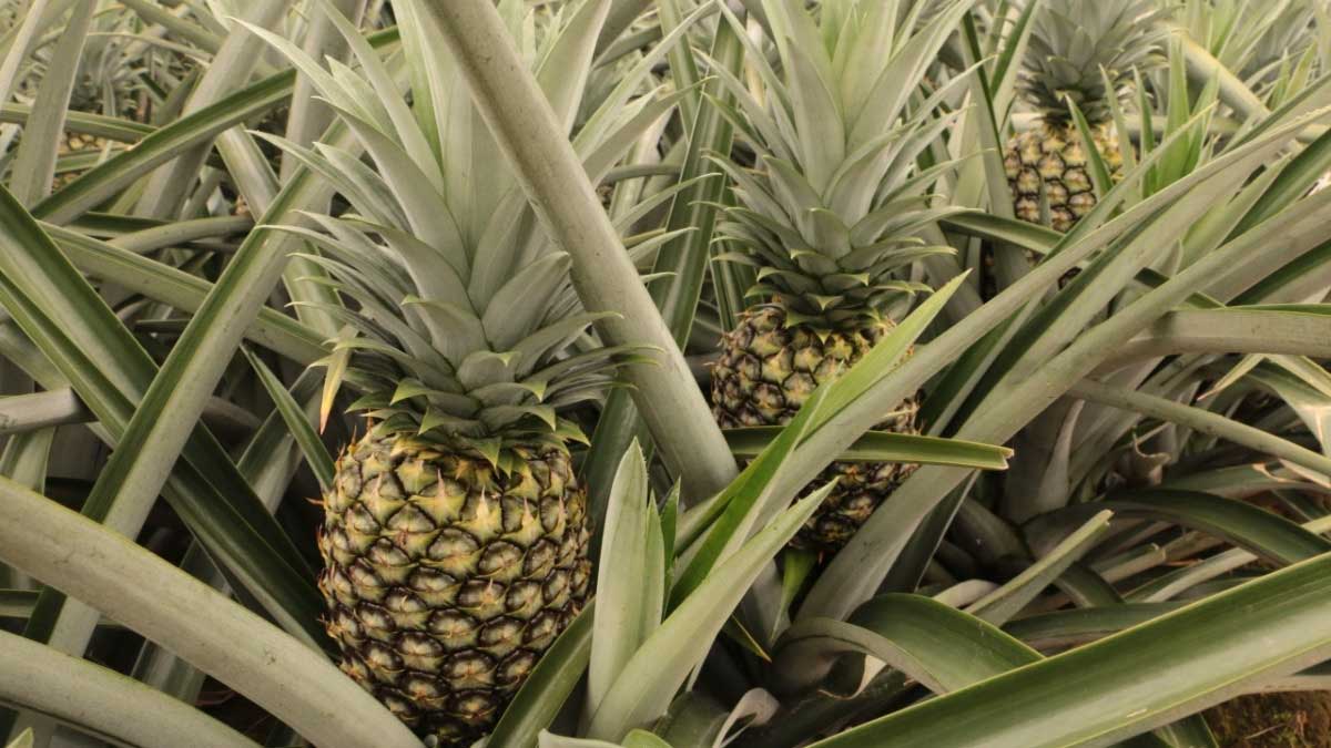 100 mil toneladas de piña ecuatoriana se exportaron en el 2021