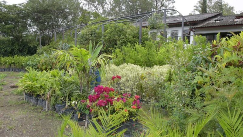 45 MIL PLANTAS SE PRODUCEN EN EL VIVERO DEL GOBIERNO PROVINCIAL DEL AZUAY