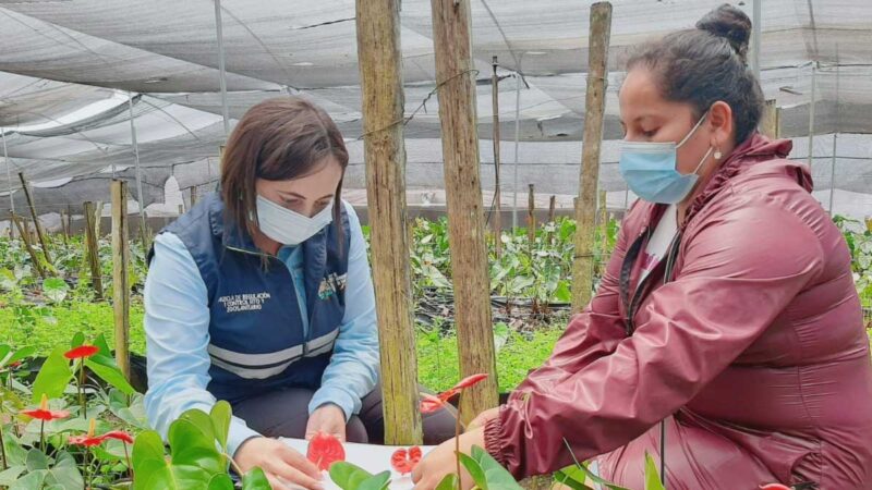 8 millones de cajas de flores y follajes de ornamentales ecuatorianas