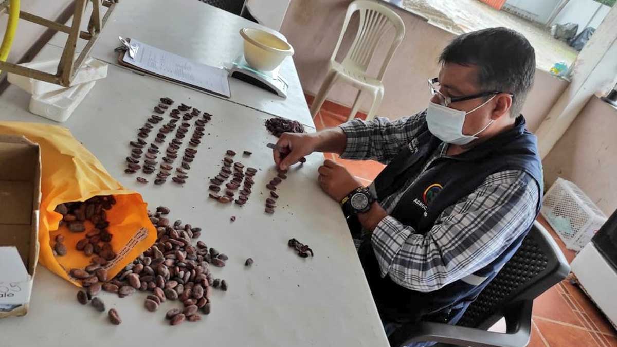 En 2021 se certificaron más de 300 mil toneladas de cacao en grano hacia 40 destinos mundiales