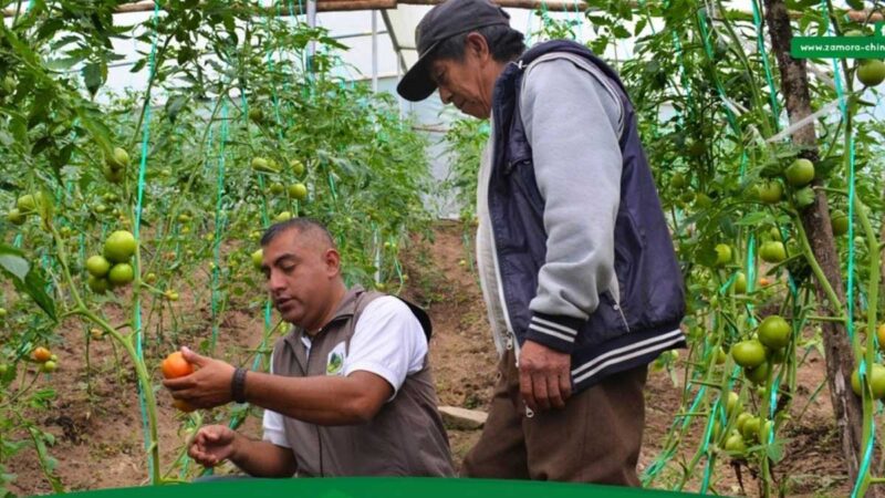 AGROPZACHIN E.P. fomenta el cultivo de tomate de riñón en Imbana