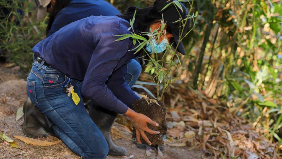 ARTICULACIÓN DEL GOBIERNO Y LA COMUNIDAD FACILITA LA SIEMBRA DE UNAS 250 CEPAS DE BAMBÚ