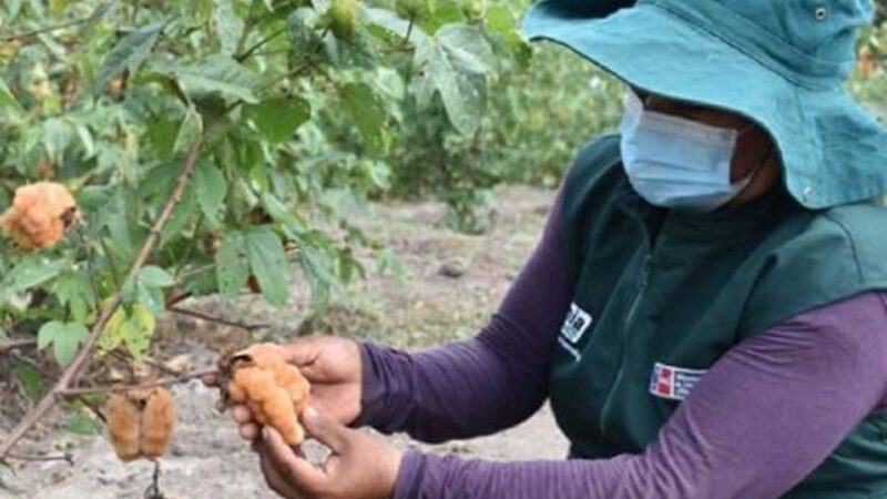 Lambayeque: analizan la genética de accesiones del banco de germoplasma de algodón