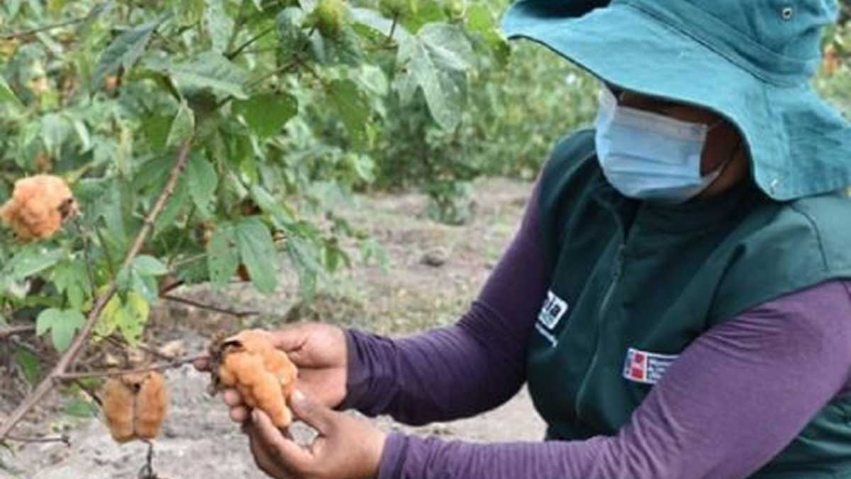 Lambayeque: analizan la genética de accesiones del banco de germoplasma de algodón