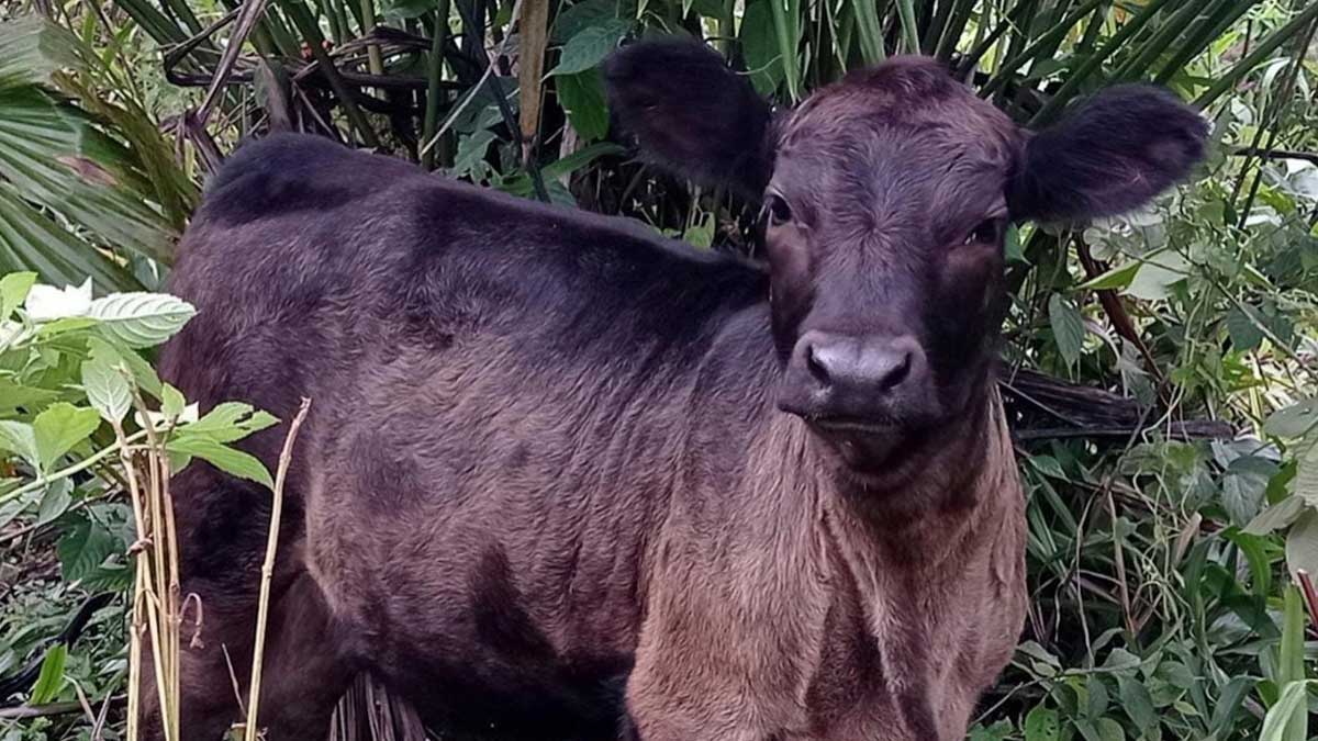 Atendemos de manera continua al sector ganadero la Provincia.