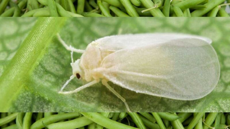 Autoridades Sanitarias de Agricultura consideran “No Alarmante”, mosquita blanca en cultivos de habichuelas de San Juan