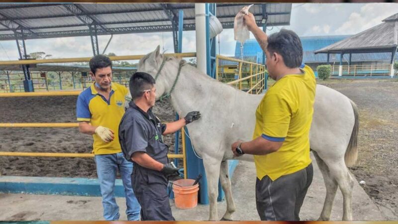 Bridamos atención veterinaria a los equinos del Proyecto CITET