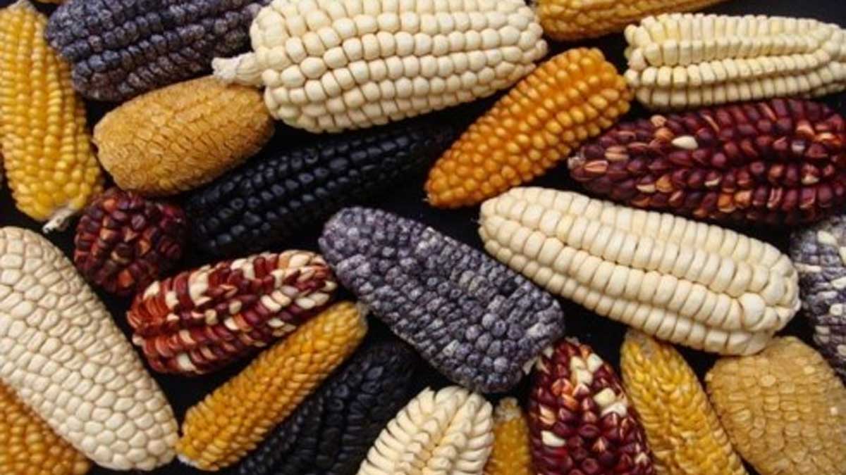 Cajamarca, sede de la XXIV Reunión Latinoamericana de maíz