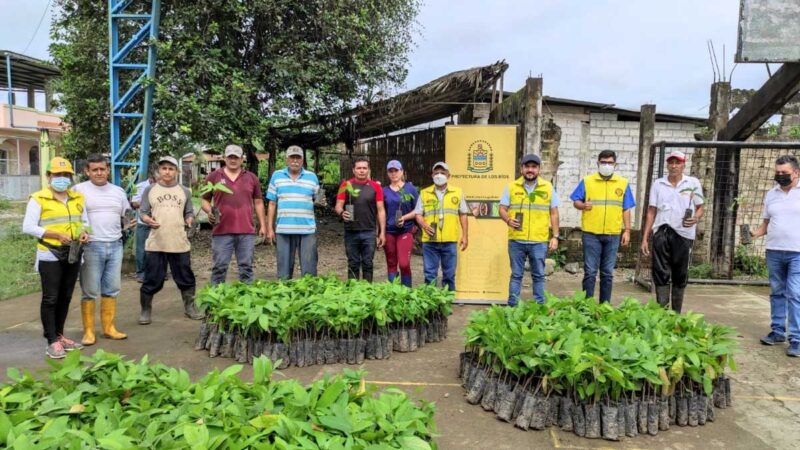 Campesinos se benefician con plantas de cacao