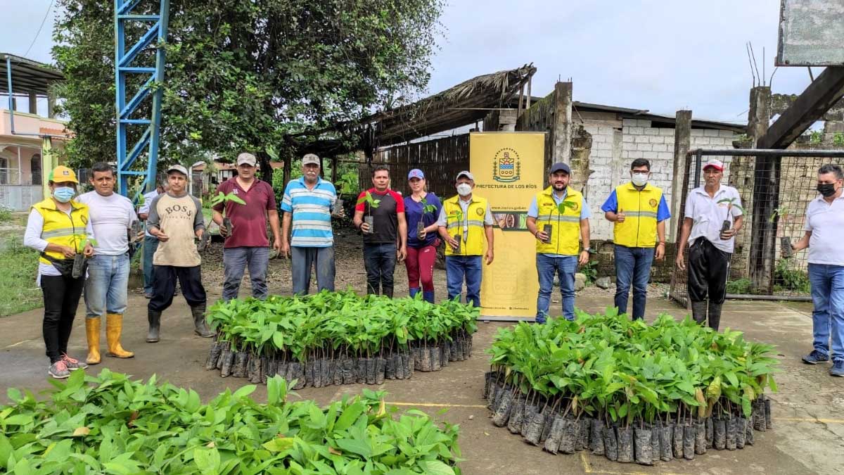 Campesinos se benefician con plantas de cacao