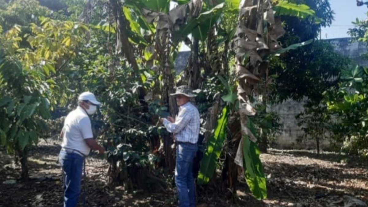 Ceniza expulsada por el volcán Santiaguito no provoca daños a cultivos