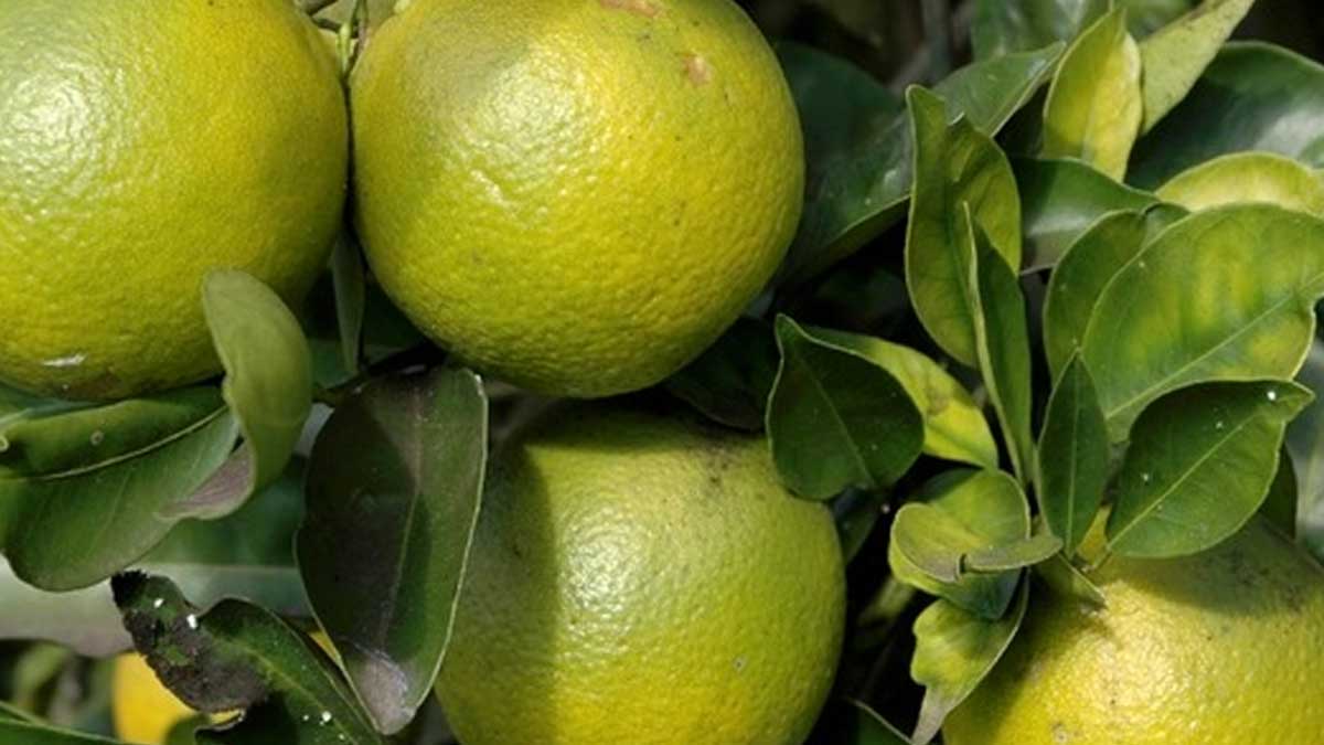 Continúa lucha contra “HLB” de los cítricos
