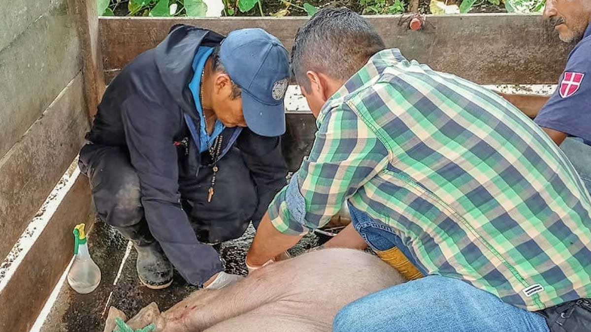 Continúan con la atención médica veterinaria  en toda la provincia