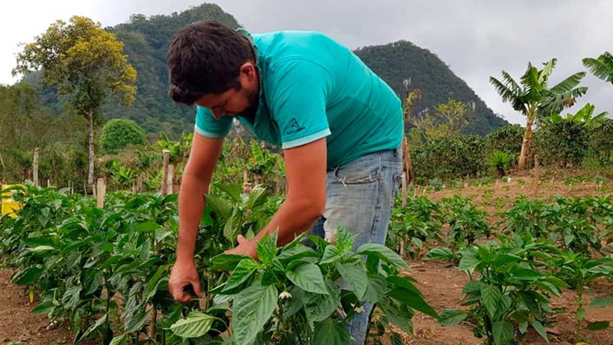 En ambiente protegido: Honduras país con mayor área de producción de chile de colores en C.A.