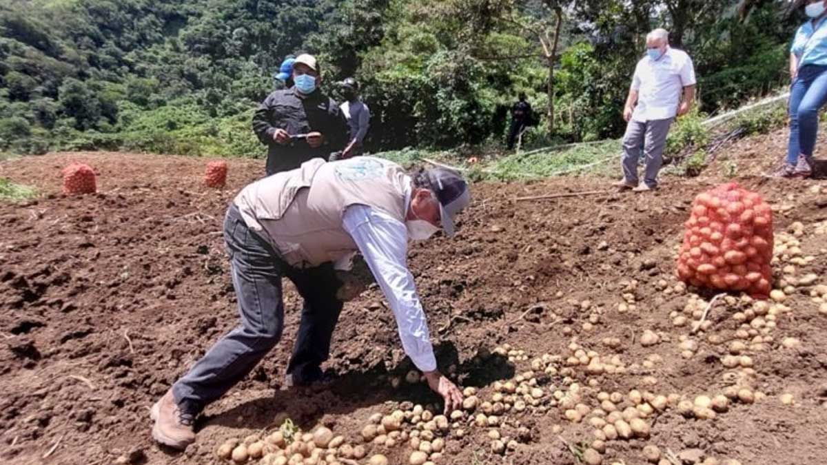 Cultivo de la papa, con tendencia al crecimiento