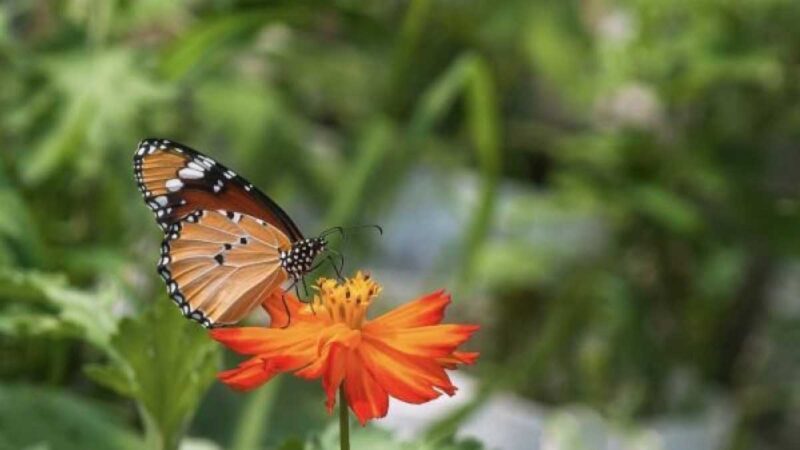 Ecologistas exigen medidas concretas para frenar el declive de los insectos