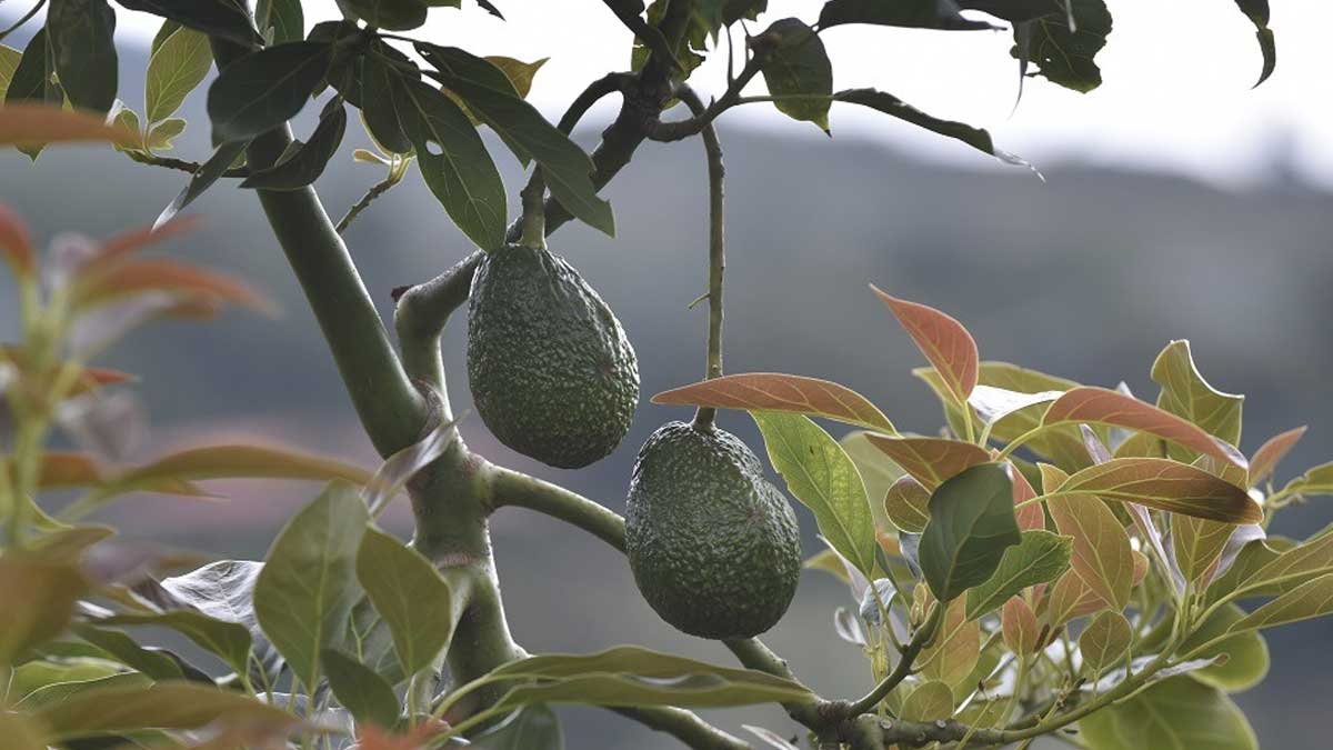 El aguacate Hass colombiano se mantiene como protagonista en el Súper Bowl, el más grande evento deportivo de Estados Unidos – #EsConHechos