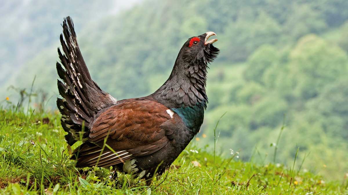 El descenso poblacional del urogallo en el Cantábrico