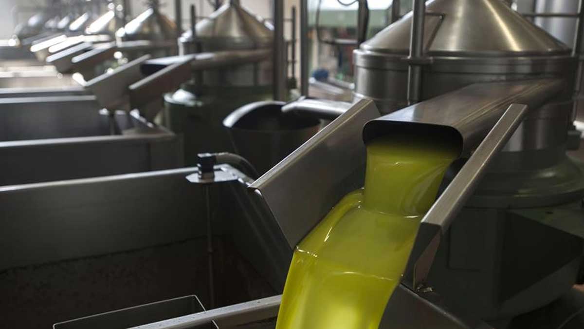 El sector oleícola lanza un nuevo certificado para reforzar la ley de calidad