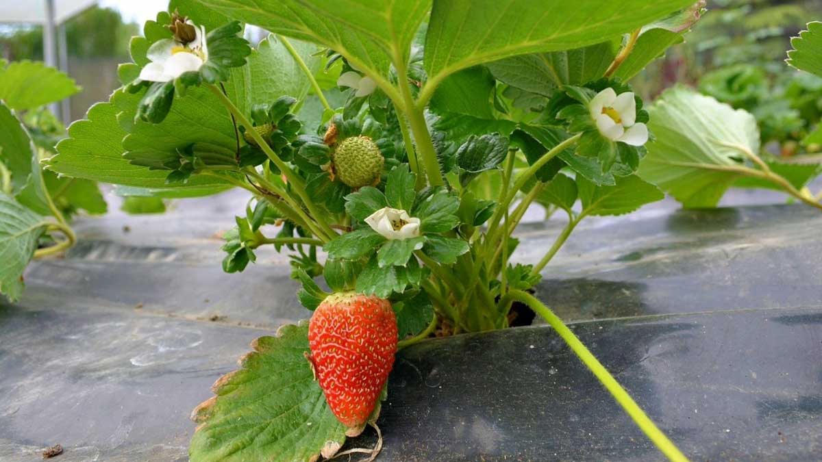 En Imbana le apuestan al cultivo de fresa