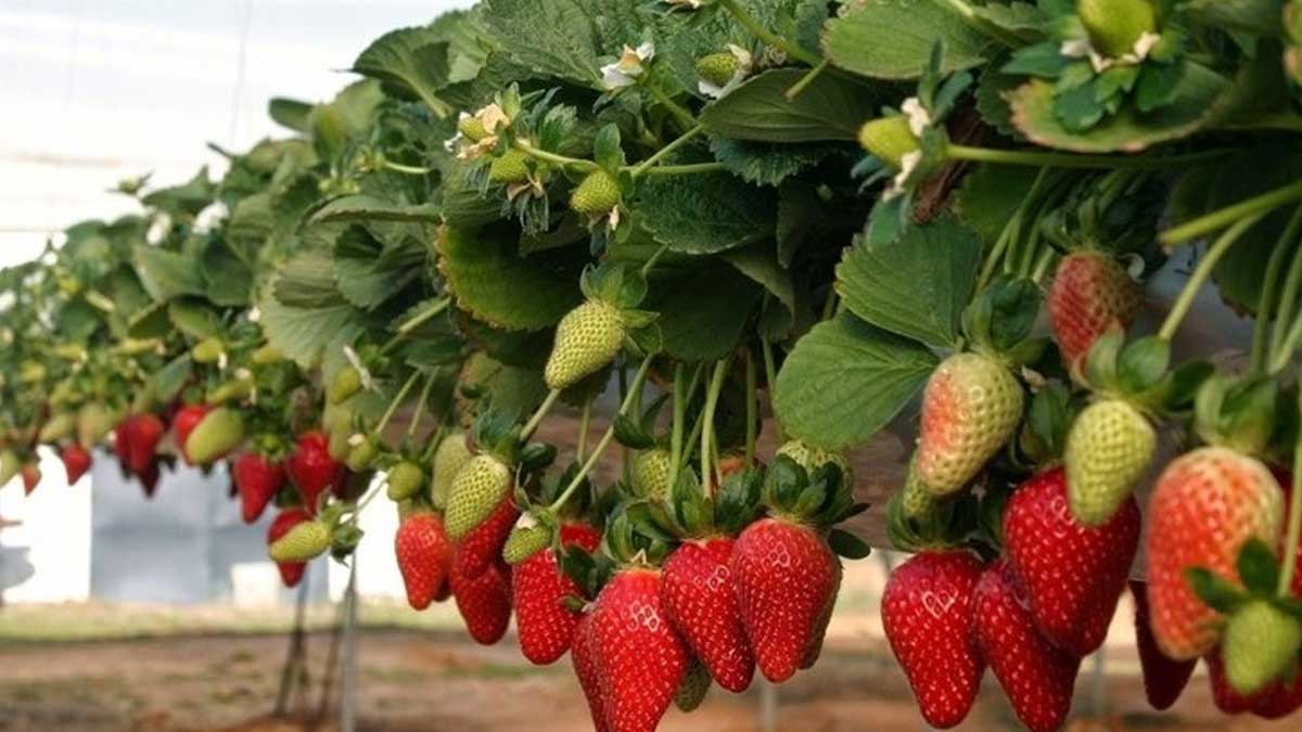 España recurre a trabajadores hondureños y ecuatorianos para recoger la fresa