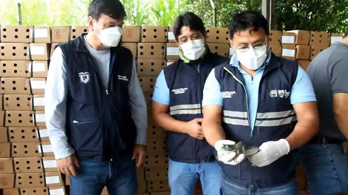 Zamora Chinchipe, exporta mensualmente a Estados Unidos más de 24.000 libras de rana