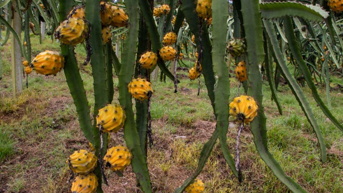 Exportaciones de pitahaya crecieron casi 60% en 2021