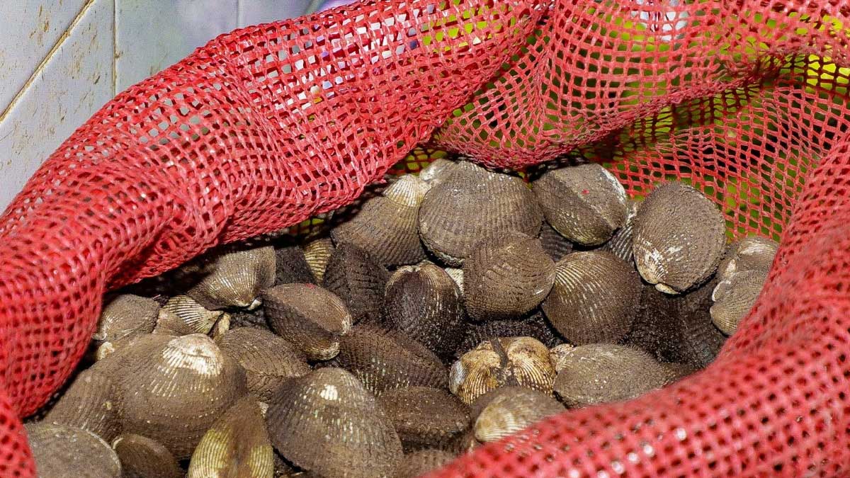 GOBIERNO EMITE VEDA DE MOLUSCOS ANTE ALERTA POR MAREA ROJA