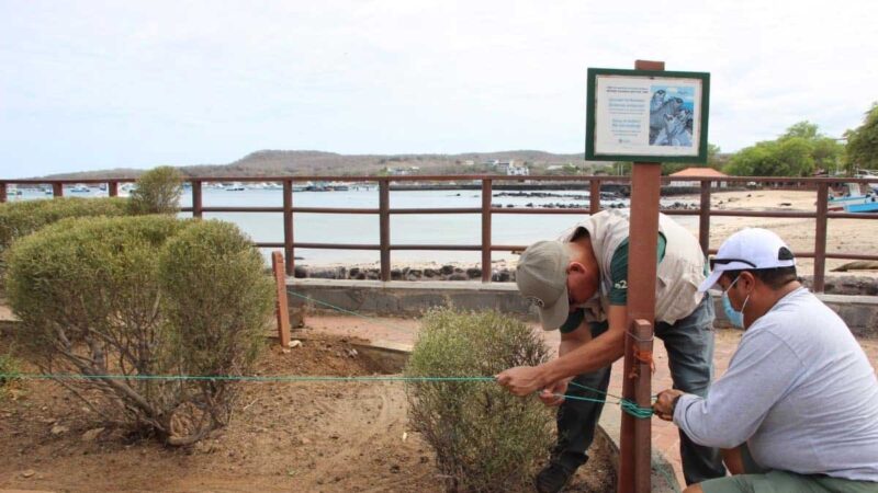 Guardaparques protegen zonas de anidación de iguanas marinas