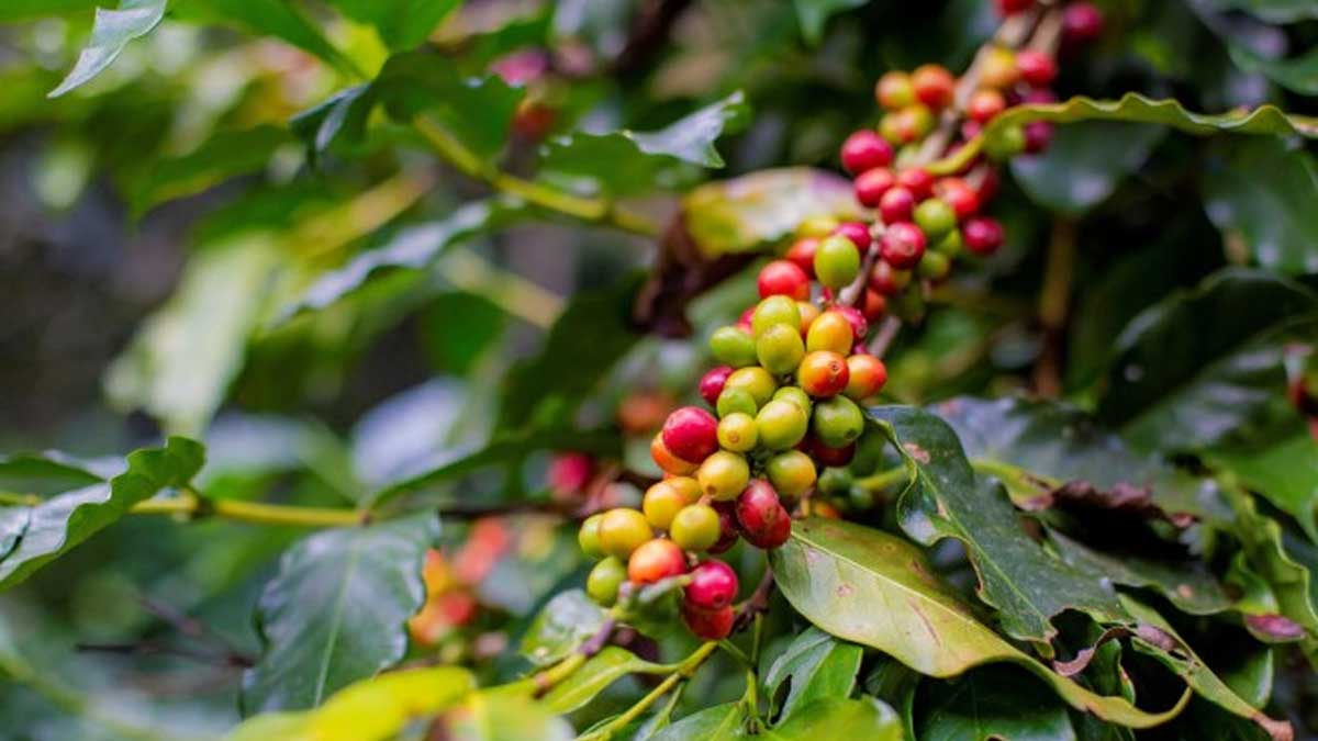 Honduras inicia validación de plan para una política de género de café