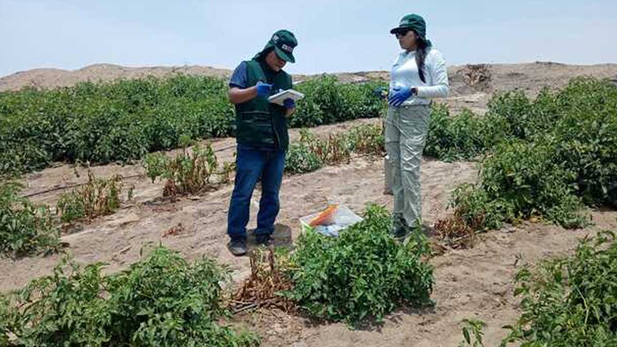 INIA desarrollará Plan Nacional Fitosanitario para proteger cultivos de papa y tomate