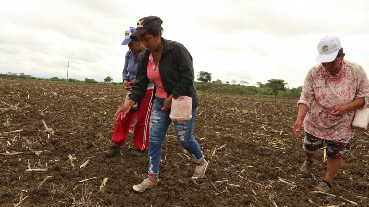 Agricultores de Tosagua siembran maíz duro amarillo mediante proyecto de la Prefectura par impulsar la reactivación