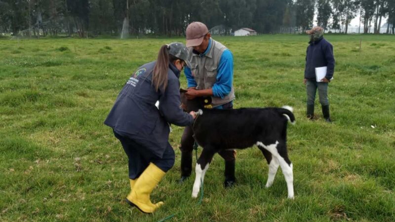 Inició la interfase de vacunación contra fiebre aftosa a escala nacional
