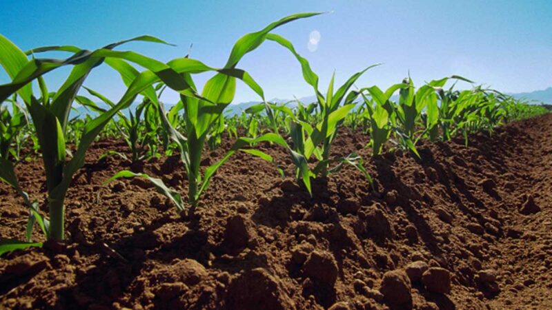 Instituto de Meteorología de Cuba propone adopción de novedoso catálogo de servicios sobre el tiempo para la agricultura