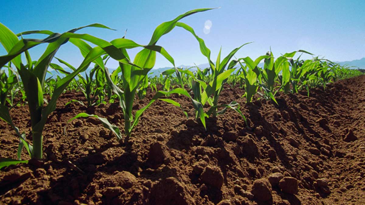 Instituto de Meteorología de Cuba propone adopción de novedoso catálogo de servicios sobre el tiempo para la agricultura