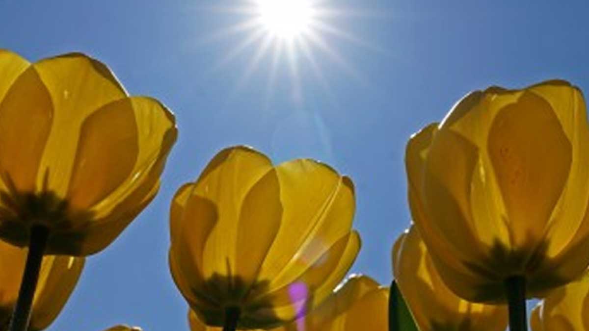 La escasez de lluvias hace avanzar la primavera en el hemisferio norte