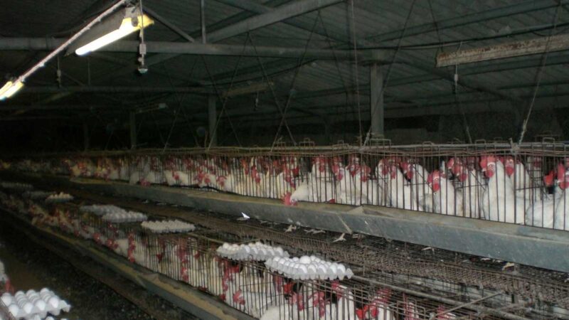 Los productores avícolas de EE. UU. endurecen las medidas de seguridad a medida que se propaga la gripe aviar