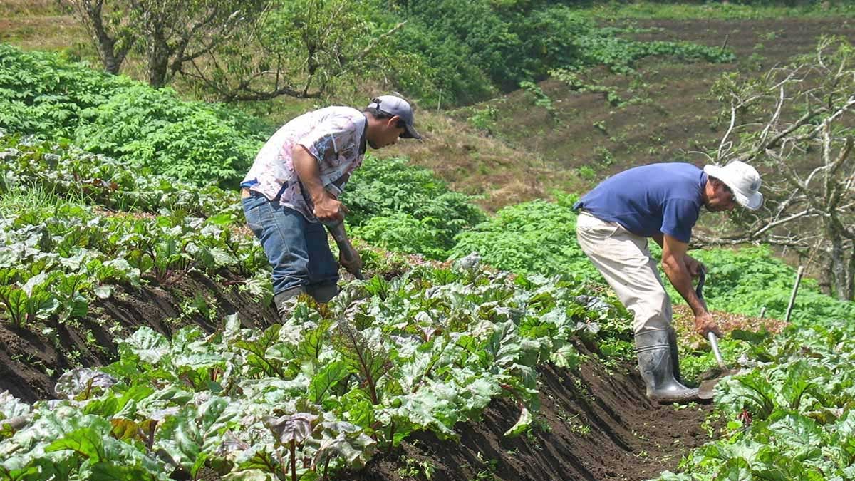 MAG convoca a selección de Medalla al Mérito Agrícola