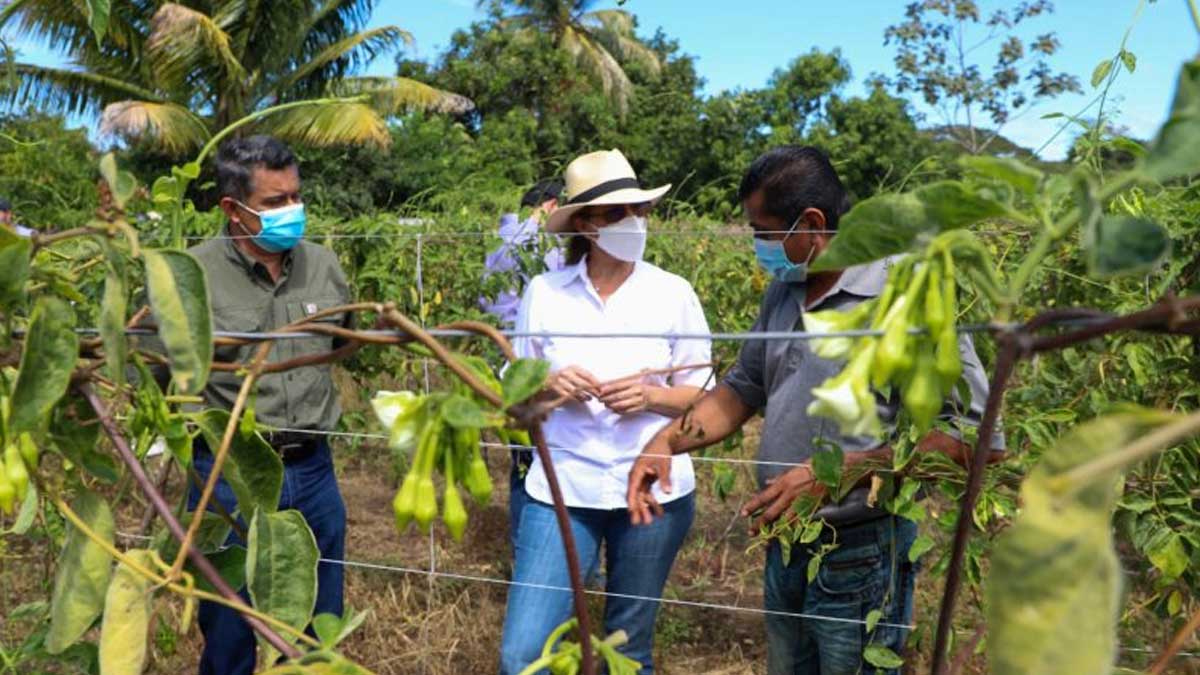 El Loroco es un producto de alto valor que el MAG impulsará