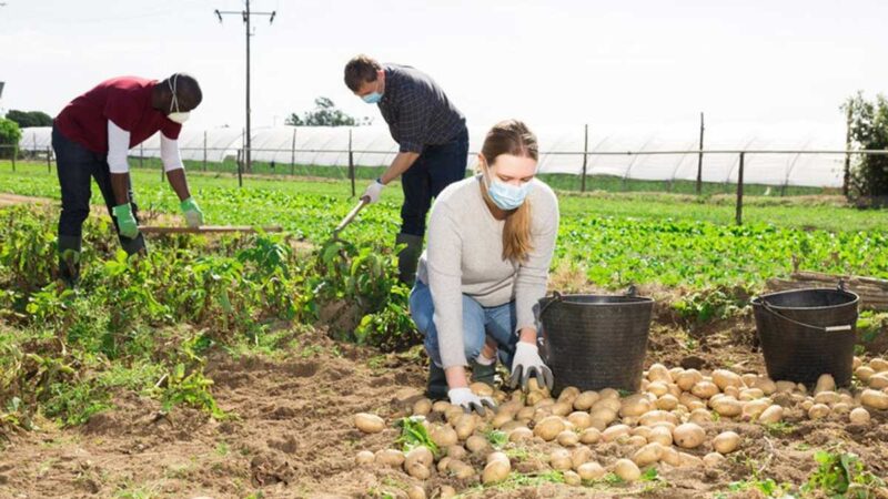 Más de 57.000 agricultores familiares recibirán la Garantía Cosecha en febrero